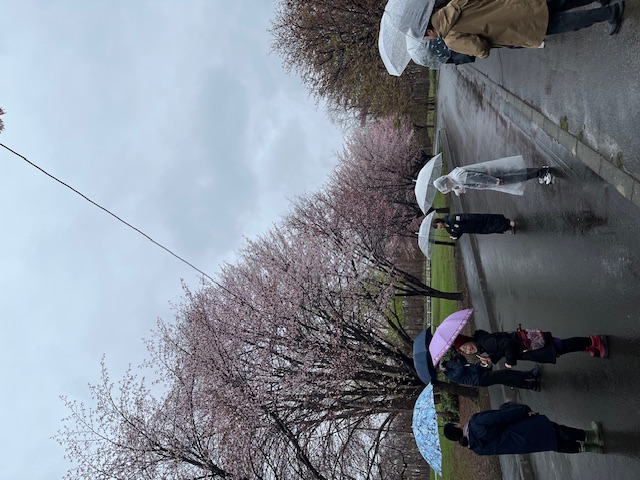 花川キャンパス桜２.jpg